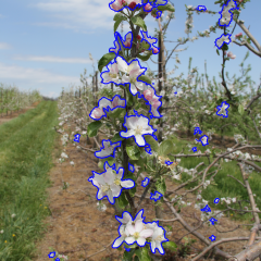 An apple tree in an orchard is labeled using CNNs.