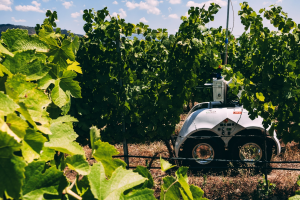 The VineScout robot, part of an EU-funded project, in operation in vineyards.